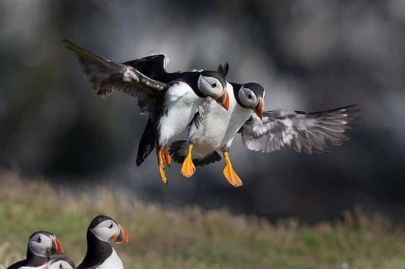Vestmannaeyjar: 2 hour RIB boat Tour - An In-Depth Look at the 2-Hour RIB Tour in Vestmannaeyjar