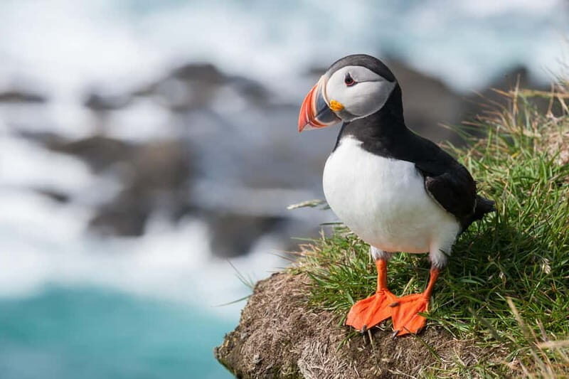 Vestmannaeyjar: Heimaey Island Round Boat Tour - Discovering the Vestmannaeyjar: Heimaey Island Round Boat Tour