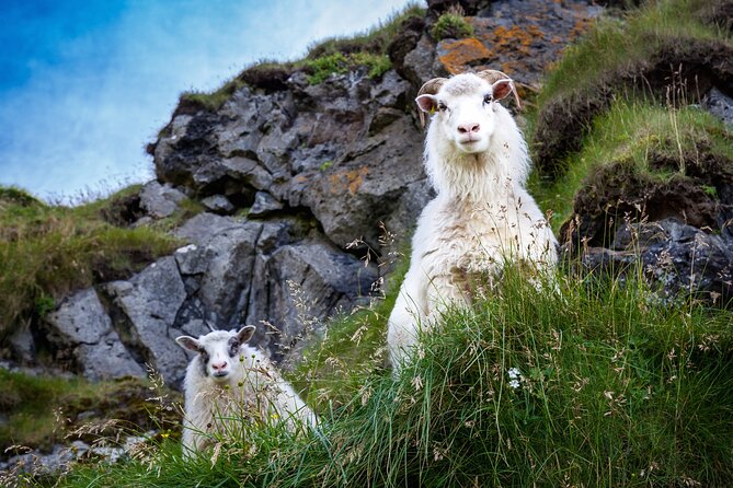 Vestmannaeyjar Highlights Sightseeing Tour  - Heimaey Island - Tour Duration and Capacity