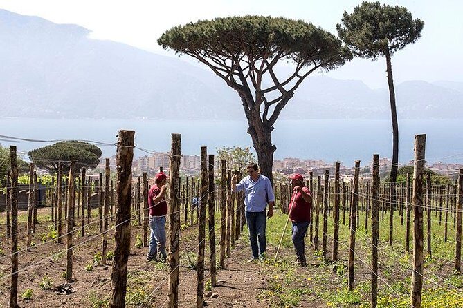 Vesuvio Gran cono + Wine Tasting & Lunch + Transfer from Naples - The Itinerary in Detail
