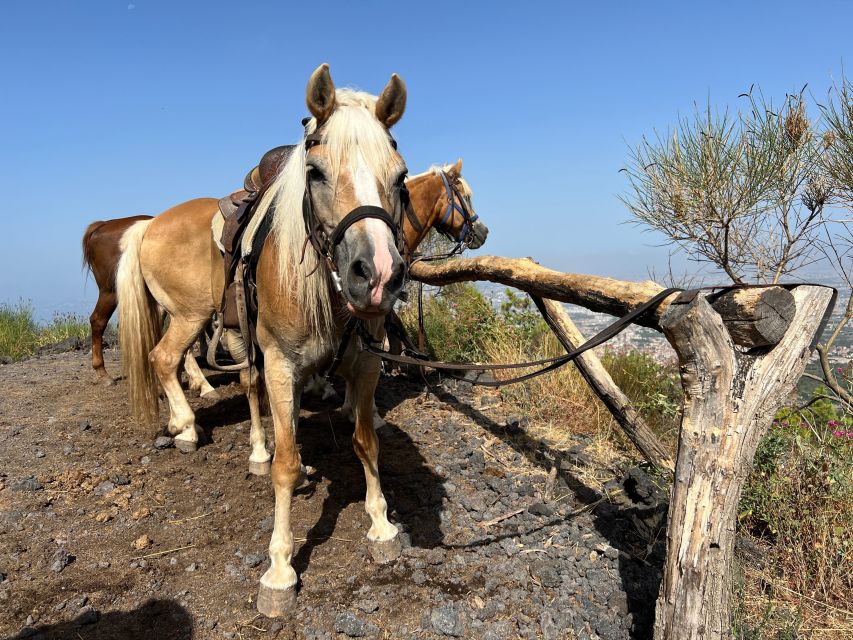 Vesuvius Horseback Riding With Tasting - Private Tour - Frequently Asked Questions