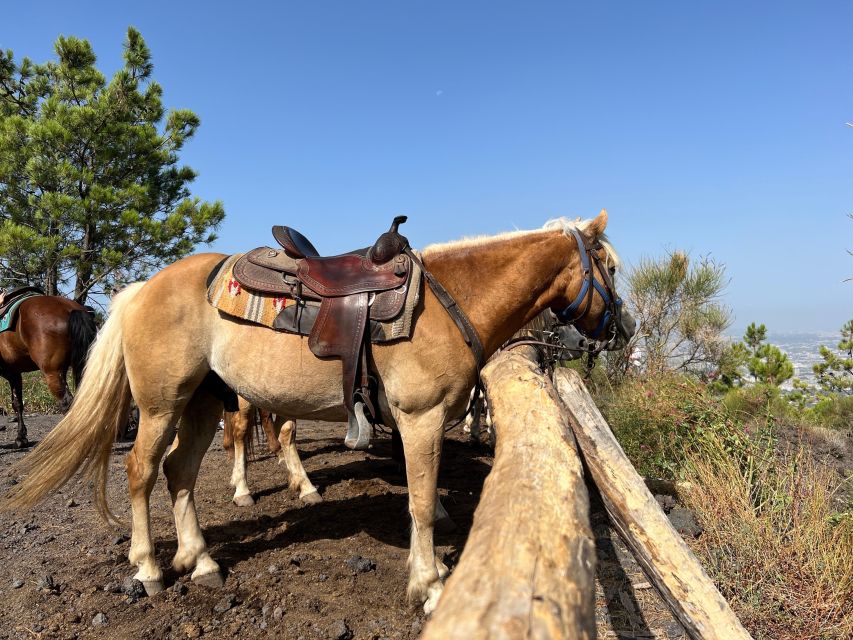 Vesuvius Horseback Riding With Tasting - Private Tour - Recap