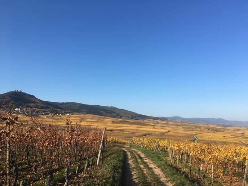 Vgtlinshoffen: Alsace Wine Tasting - Analyzing the Value
