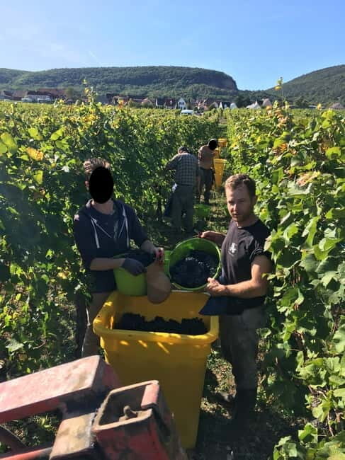 Vgtlinshoffen: Alsace Wine Tasting - The Sit-Down Itinerary