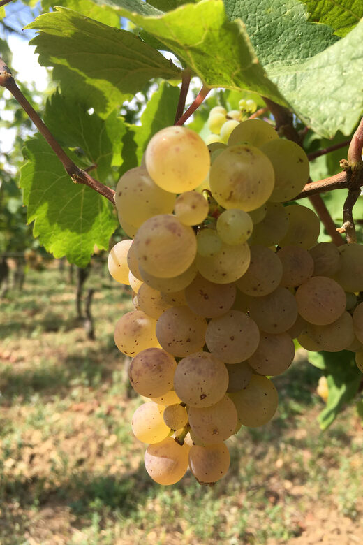 Vgtlinshoffen: Alsace Wine Tasting - Final Thoughts: Who’s This Tour For?