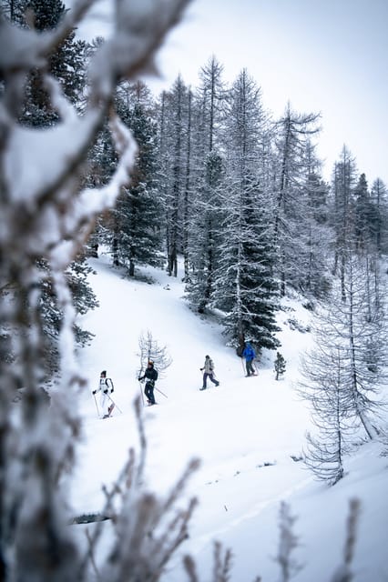 Vialattea: Snowshoeing in the Snowy Forest - Ask Away
