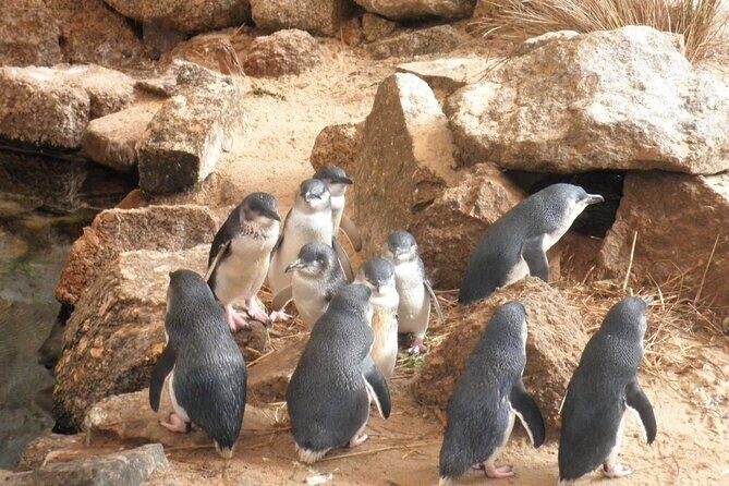 Victor Harbor and Fleurieu Peninsula Tour - An In-Depth Look at the Victor Harbor and Fleurieu Peninsula Tour