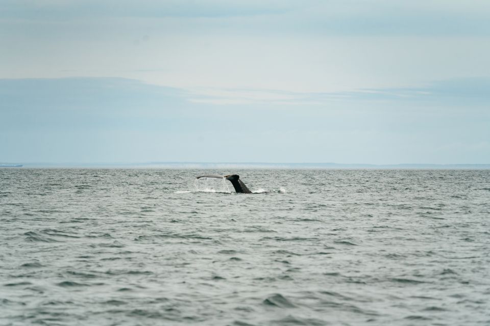 Victoria: 3-Hour Whale Watching Tour in a Zodiac Boat - Vessel Specifications