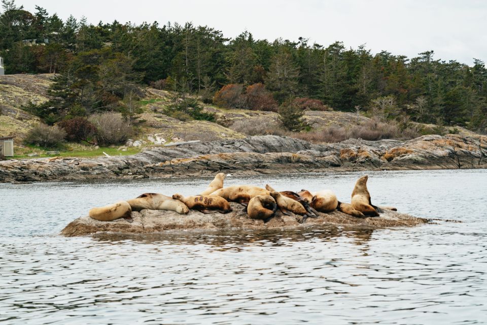 Victoria: 3-Hour Whale Watching Tour in a Zodiac Boat - Marine Life Sightings