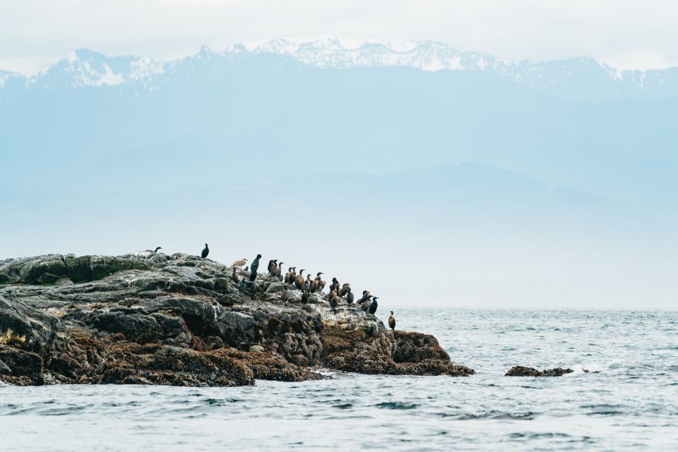 Victoria: 3-Hour Whale Watching Tour in a Zodiac Boat - Tour Duration and Speed