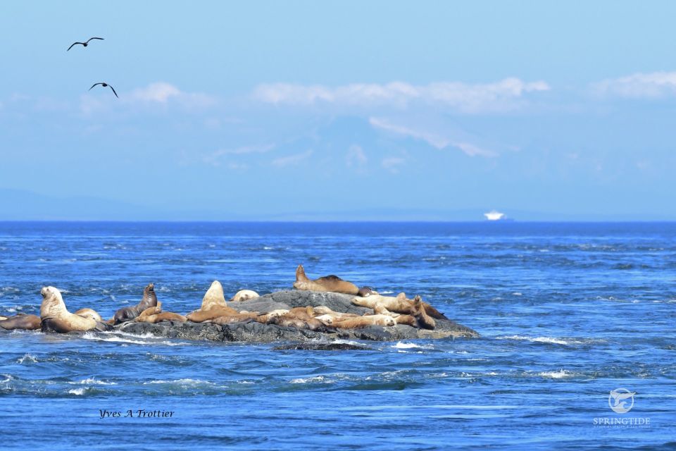 Victoria: 3-Hour Whale Watching Tour - Key Points