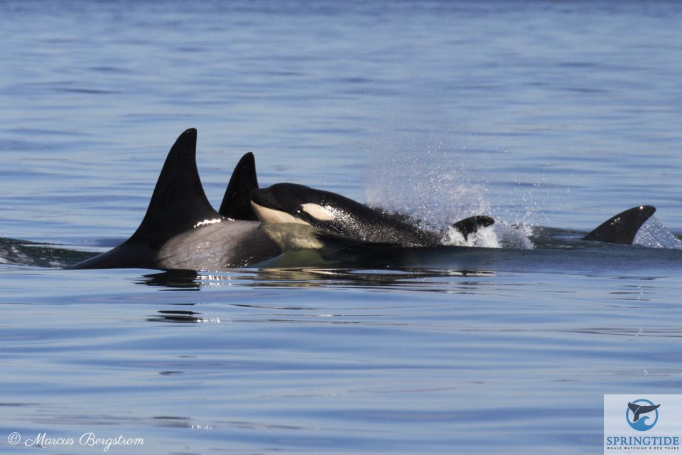 Victoria: 3-Hour Whale Watching Tour - Vessel & Amenities