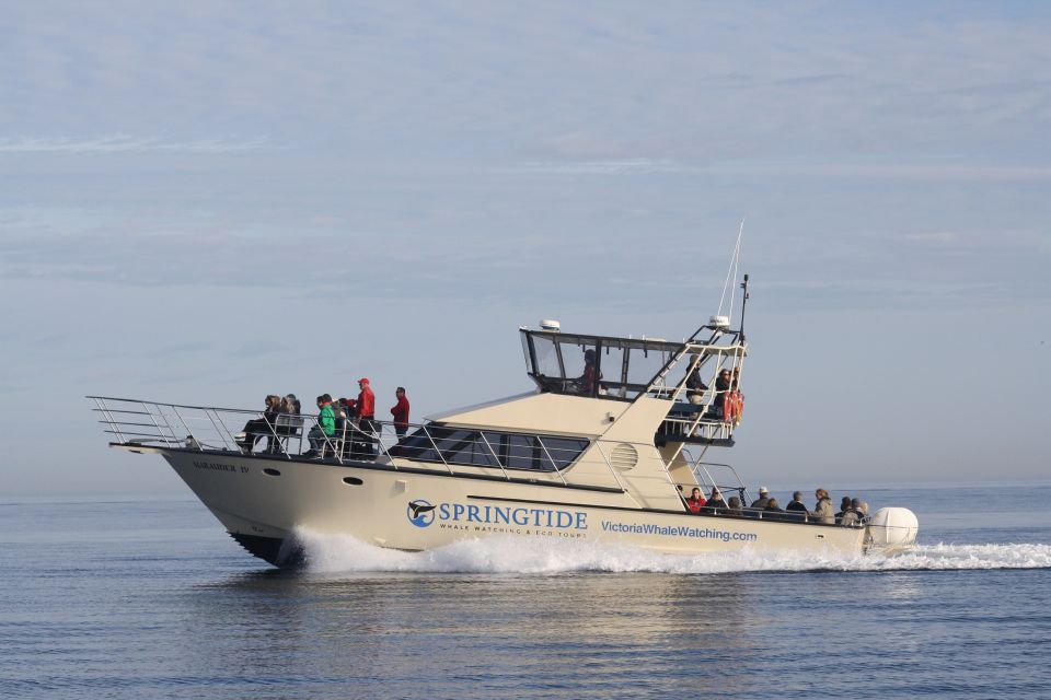 Victoria: 3-Hour Whale Watching Tour - Expert Marine Guides