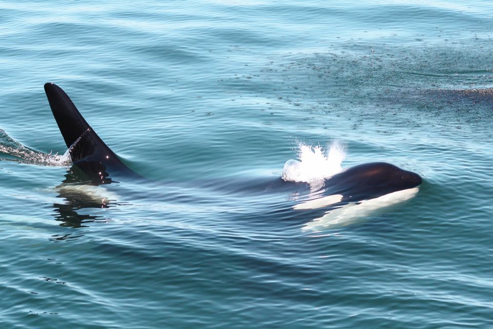 Victoria: 3-Hour Whale Watching Tour - Meeting Point