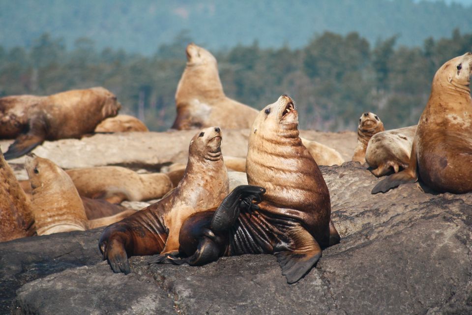 Victoria: 3-Hour Whale Watching Tour - Booking Flexibility