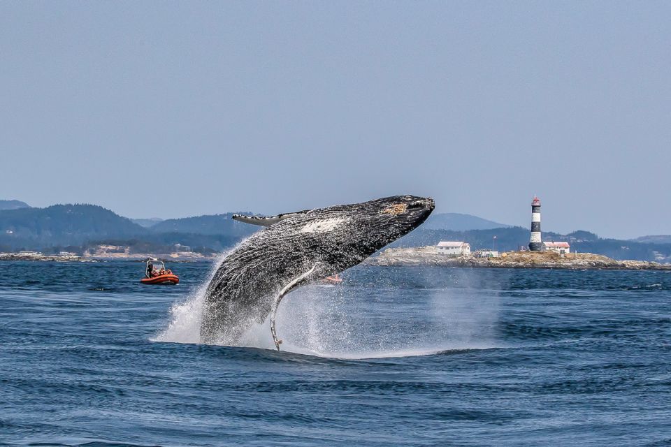 Victoria: 3-Hour Zodiac Whale-Watching Tour - Whale Spotting Opportunities