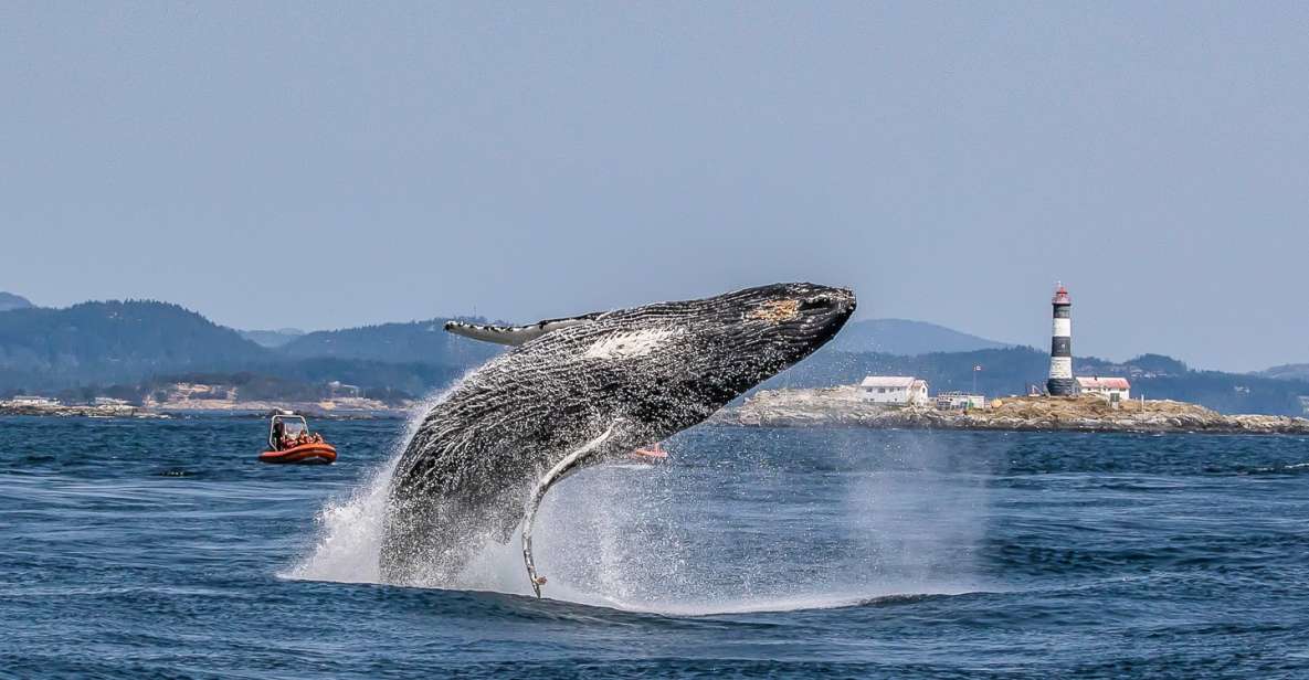 Victoria: 3-Hour Zodiac Whale-Watching Tour - Zodiac Vessel Experience