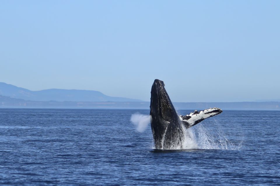 Victoria: 3-Hour Zodiac Whale-Watching Tour - Naturalist and Driver