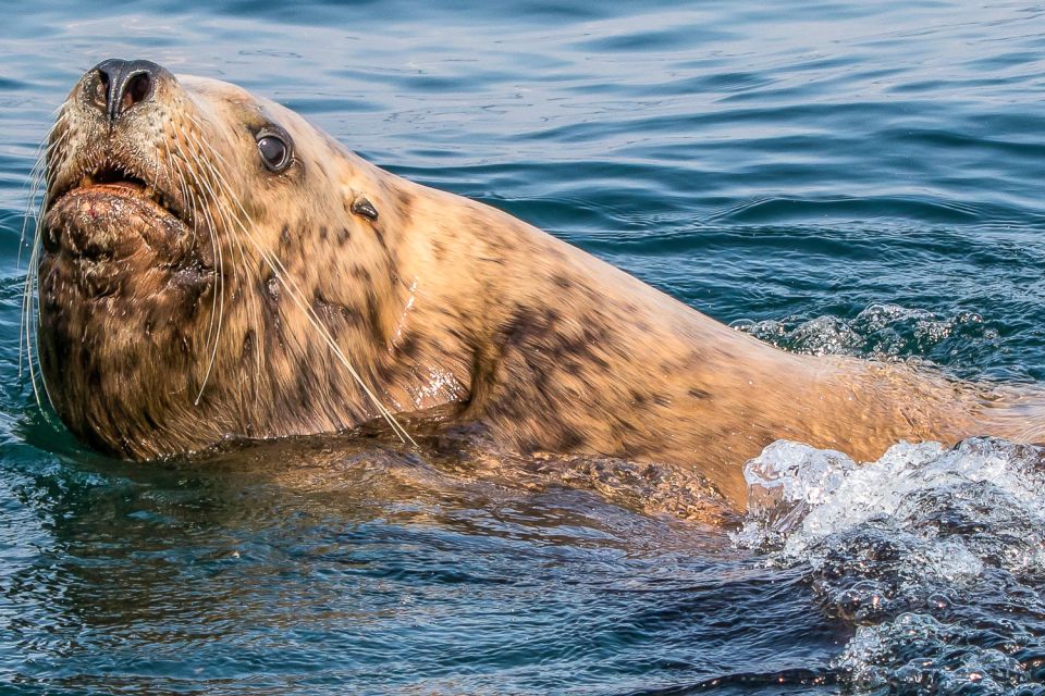 Victoria: 3-Hour Zodiac Whale-Watching Tour - Gear and Accessories