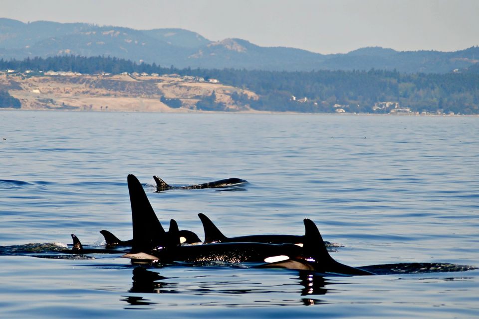 Victoria: 3-Hour Zodiac Whale-Watching Tour - Meeting Point and Directions