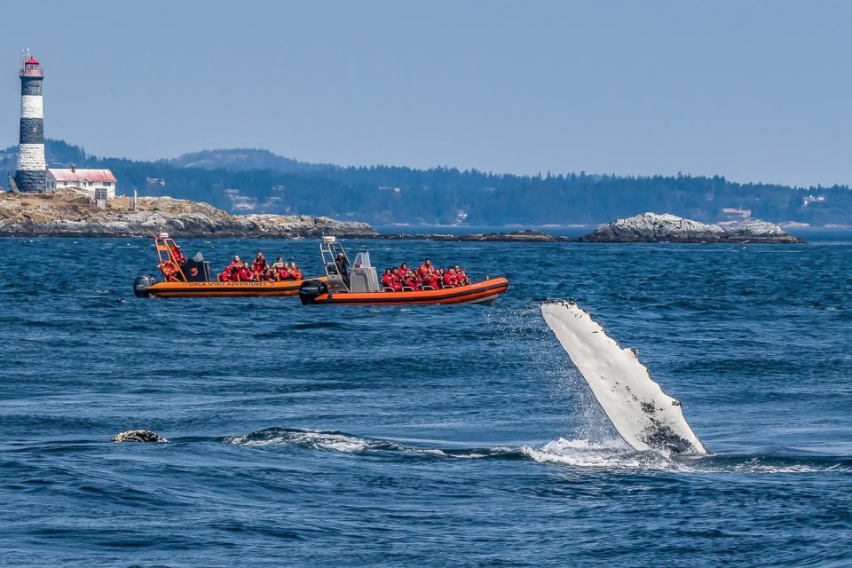 Victoria: 3-Hour Zodiac Whale-Watching Tour - Frequently Asked Questions