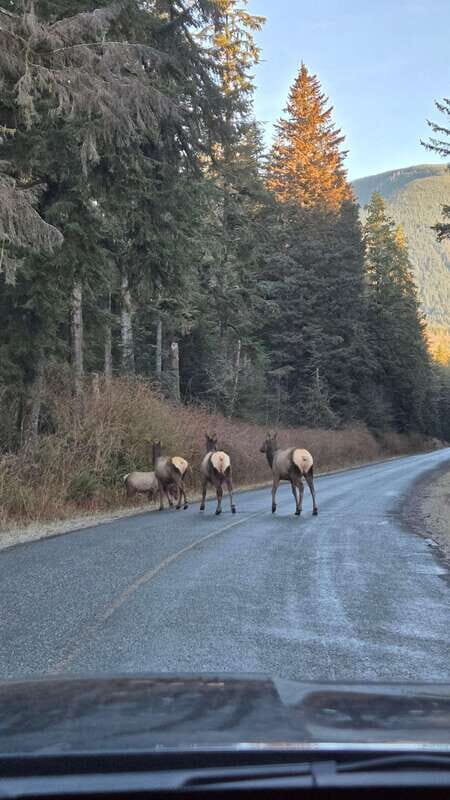 Victoria: 4-Day Tofino and Port Renfrew Tour with Flights - Key Points