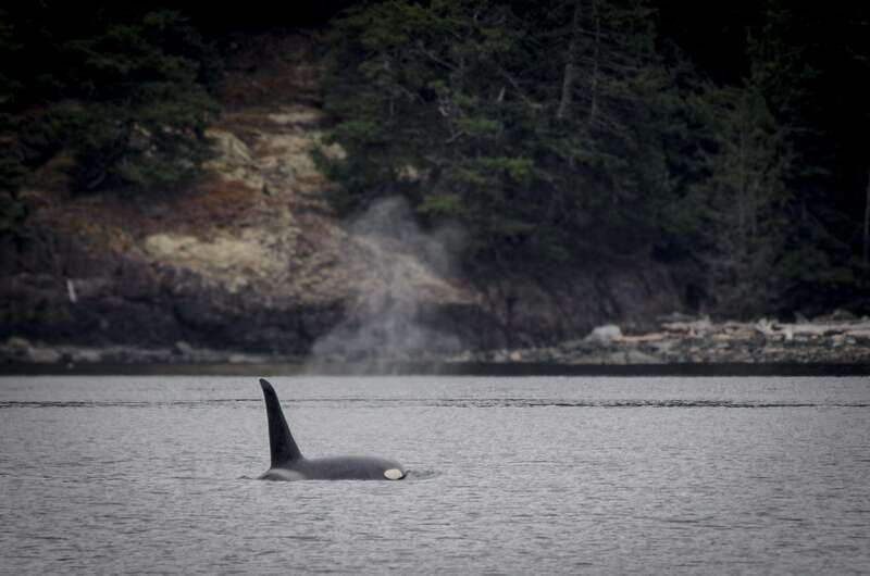 Victoria: 4-Day Tofino and Port Renfrew Tour with Flights - A Close Look at the 4-Day Itinerary