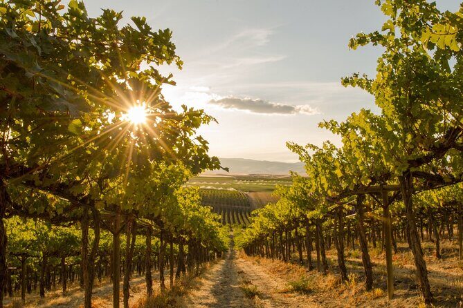 Victoria Bachelorette Full Day Guided Wine Tour with 4 Wineries - Who Will Enjoy This Tour Most?