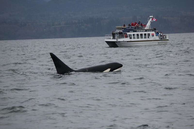 Victoria BC: 3 Hour Expedition Catamaran Whale Watching Tour - Key Points
