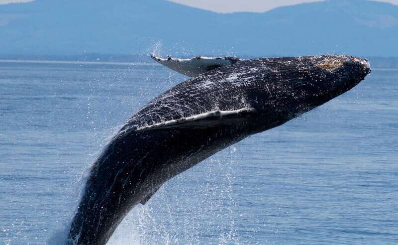 Victoria BC: 3 Hour Expedition Catamaran Whale Watching Tour - Introduction: A Captivating Marine Experience