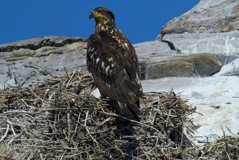 Victoria BC: 3 Hour Expedition Catamaran Whale Watching Tour - Who Will Love This Tour?