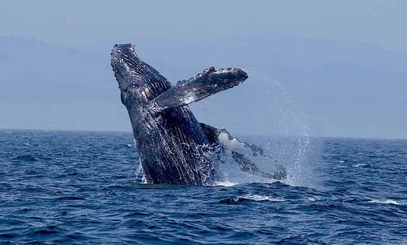 Victoria BC: 3 Hour Expedition Catamaran Whale Watching Tour - The Sum Up: A Memorable Marine Encounter