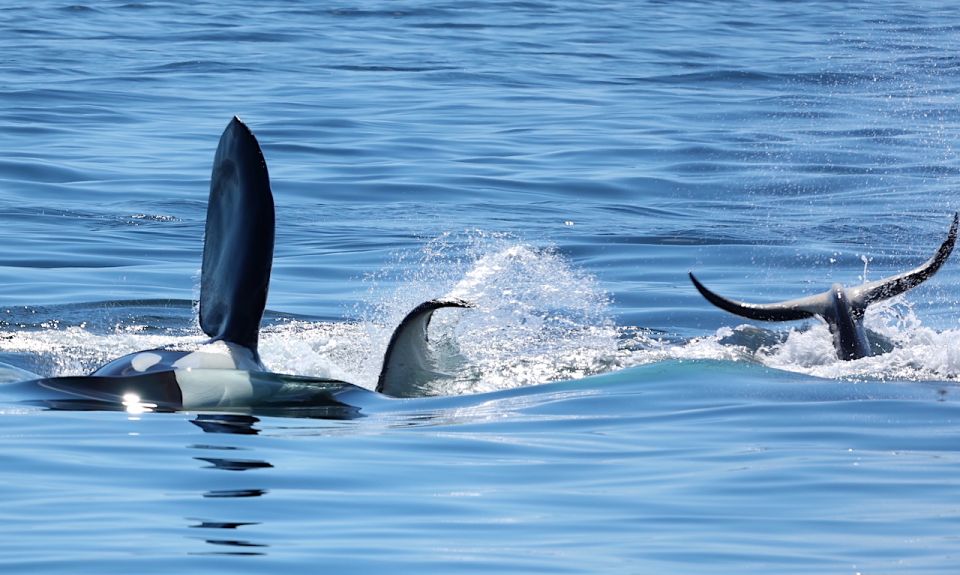 Victoria, BC: 3-Hour Ultimate Whale & Marine Wildlife Tour - Key Points