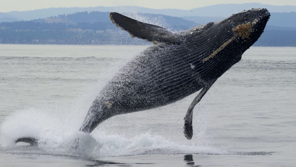 Victoria, BC: 3-Hour Ultimate Whale & Marine Wildlife Tour - Meeting Point