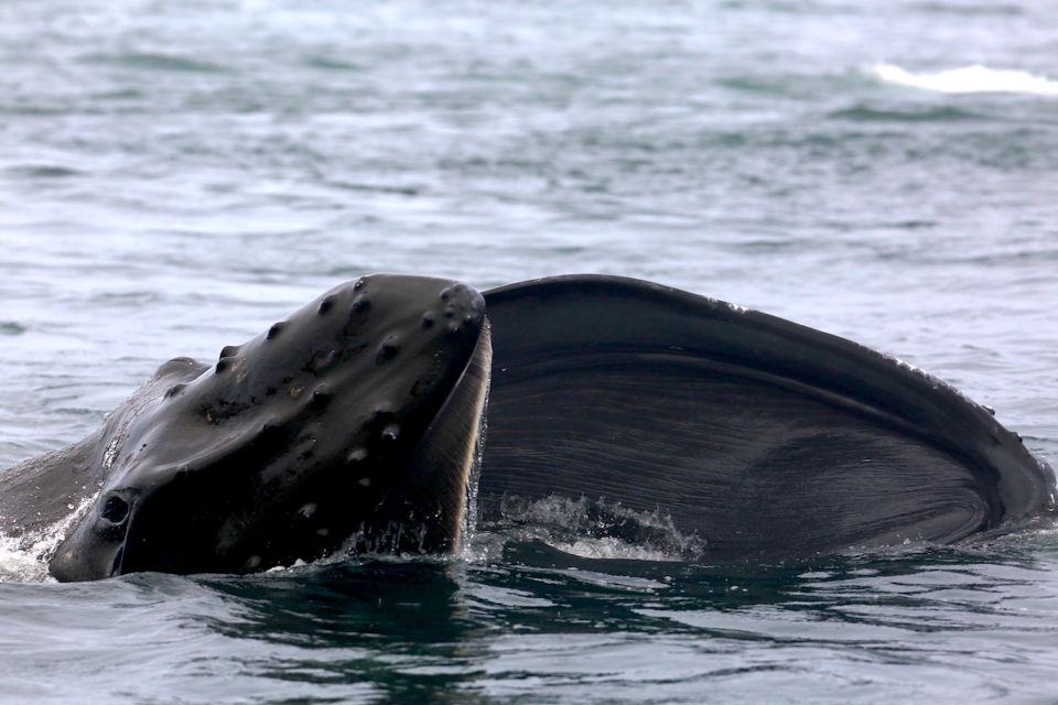 Victoria, BC: 3-Hour Ultimate Whale & Marine Wildlife Tour - Departure Time