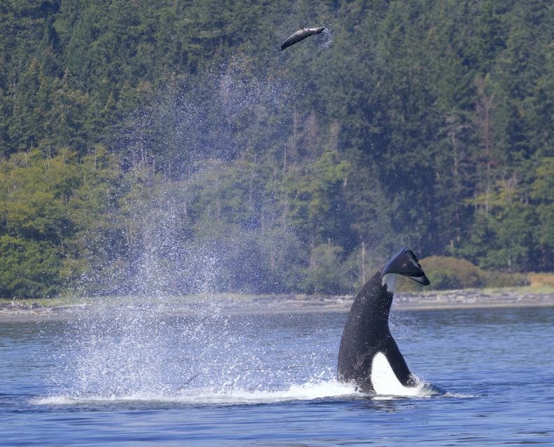 Victoria, BC: 3-Hour Ultimate Whale & Marine Wildlife Tour - Booking Information