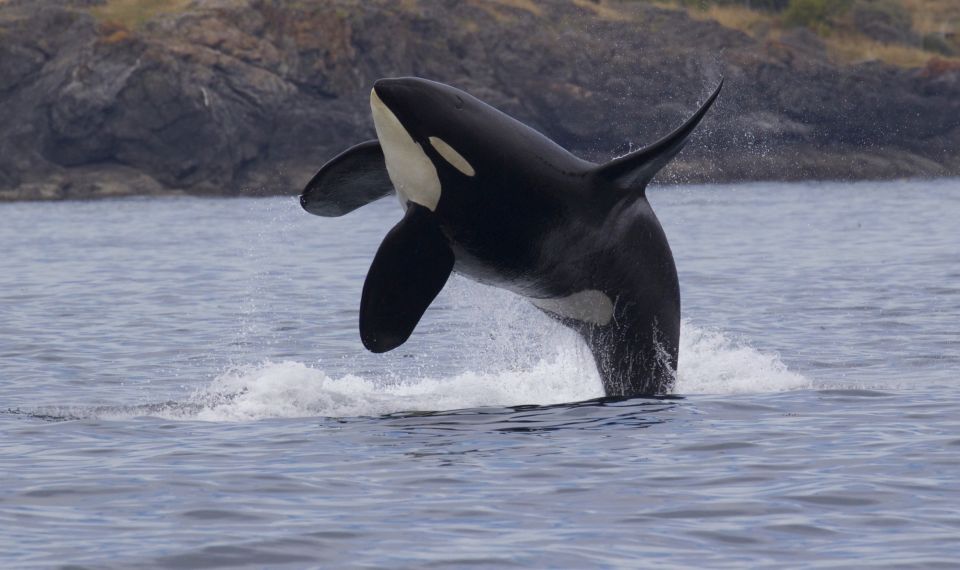 Victoria, BC: 3-Hour Ultimate Whale & Marine Wildlife Tour - Frequently Asked Questions