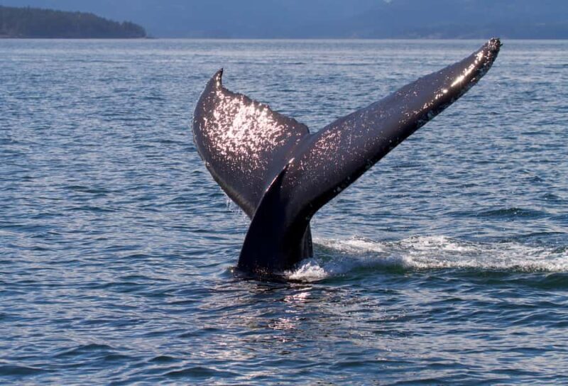 Victoria, BC: Sunset Whale Watching Tour - Key Points