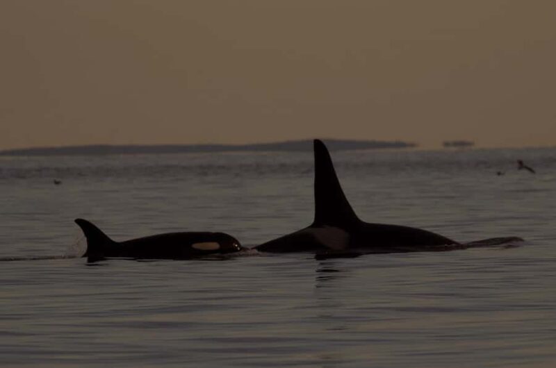 Victoria, BC: Sunset Whale Watching Tour - An Introduction to the Sunset Experience