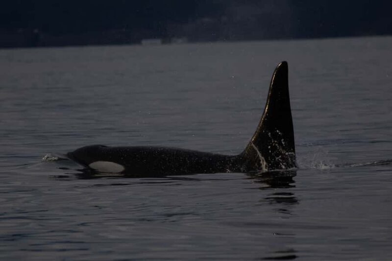 Victoria, BC: Sunset Whale Watching Tour - Practical Tips