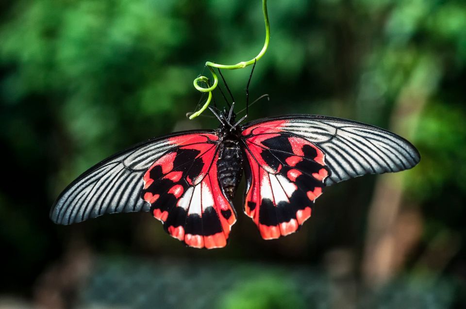 Victoria: Butterfly Gardens Admission Ticket - Exchanging Your Voucher