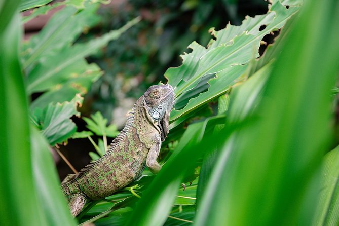 Victoria Butterfly Gardens Ticket - Booking Process