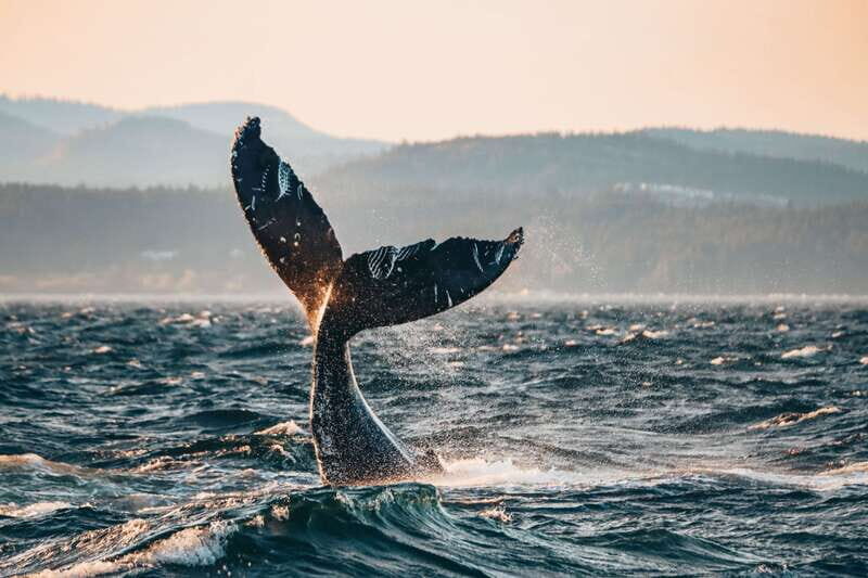 Victoria: Covered Whale Watching Adventure with Free Photos - Key Points  
