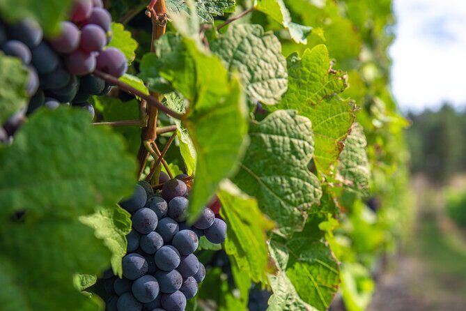 Victoria Grapes to Grains Full Day Guided Tour - FAQs