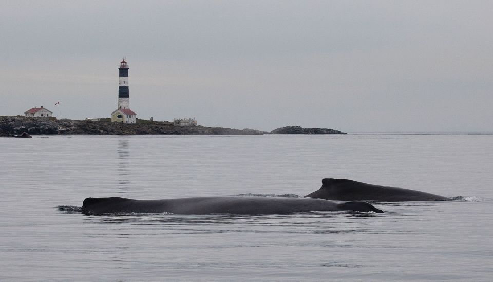 Victoria: Guided Whale and Wildlife-Watching Cruise - Key Points