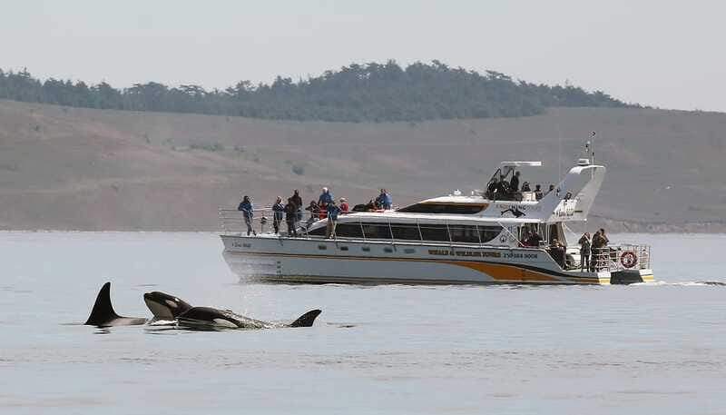 Victoria: Guided Wildlife-Watching Tour by Catamaran - Practical Details and Tips