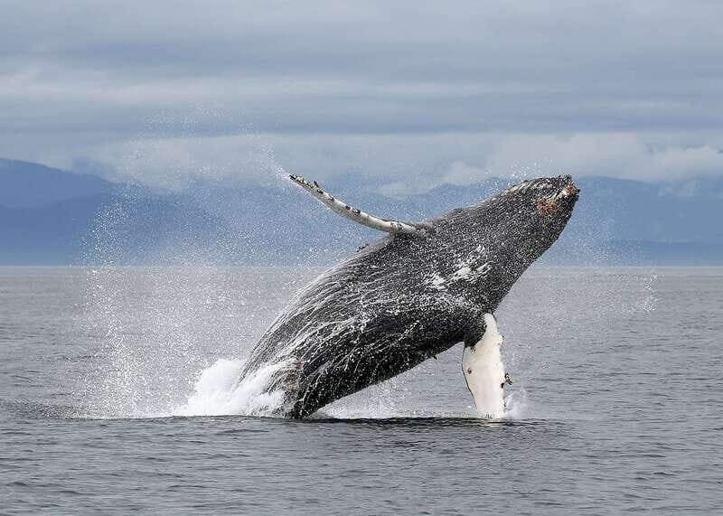 Victoria: Guided Wildlife-Watching Tour by Catamaran - Authentic, Balanced Review