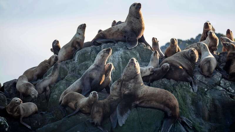 Victoria: Guided Wildlife-Watching Tour by Catamaran - The Sum Up
