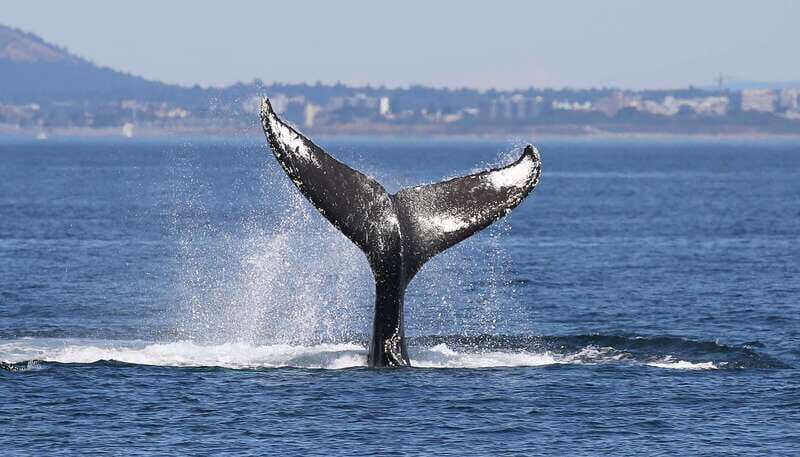 Victoria: Guided Wildlife-Watching Tour by Catamaran - FAQ