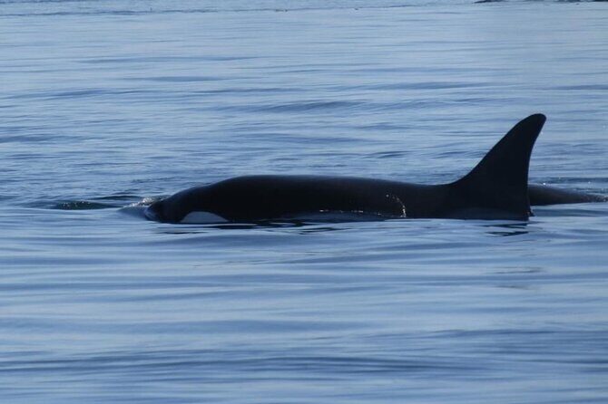 Victoria Highlights & Whale Watching Tour - A Day in Victoria: What to Expect